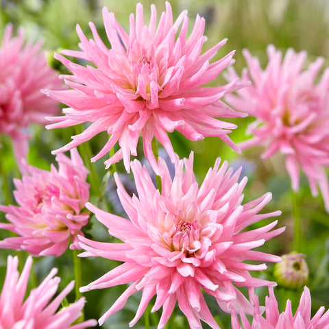 Dahlia - Mother's Day Pink