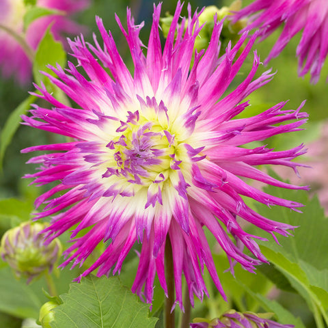 Dahlia - Veritable