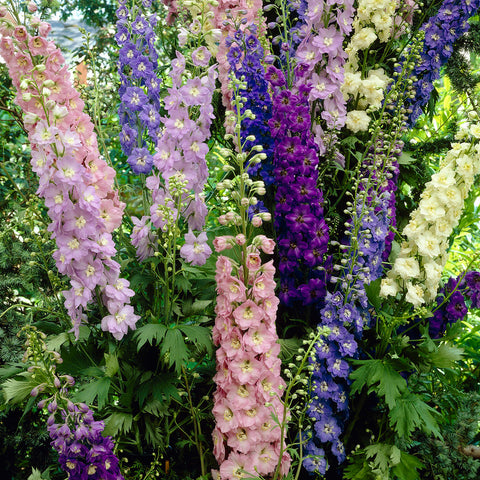 Delphinium - Giant Cottage Style Mix
