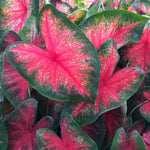 Caladium - Fancy Leaf Bombshell