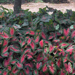 Caladium - Fancy Leaf Bombshell