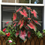 Caladium - Fancy Leaf Bombshell