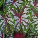 Caladium - Fancy Leaf Carousel