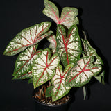 Caladium - Fancy Leaf Carousel