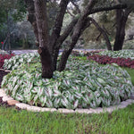 Caladium - Fancy Leaf Carousel