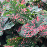 Caladium - Fancy Leaf Freckles