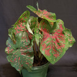 Caladium - Fancy Leaf Freckles