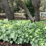 Caladium - Fancy Leaf Moonlight