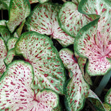 Caladium - Strap Leaf Gingerland