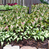 Caladium - Strap Leaf Gingerland