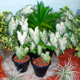 Caladium - Strap Leaf Gingerland