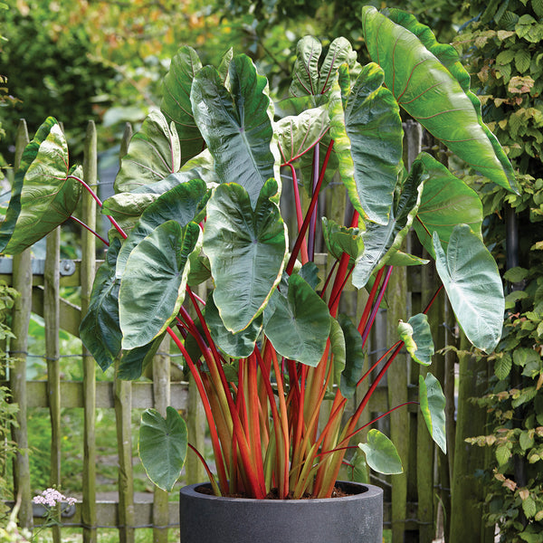origami elephant ear plant Elephant Ear