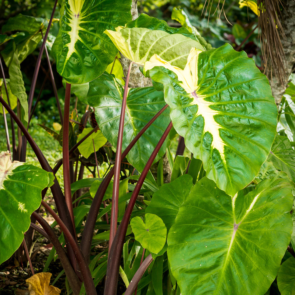 elephant ear plant with white flowers Elephant Ear