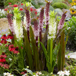 Eucomis - Indian Summer