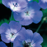 Geranium - Hardy Rozanne - Longest Blooming