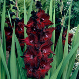 Gladiolus - Large Flowering Black Beauty