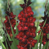 Gladiolus - Large Flowering Black Beauty