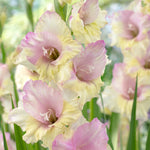 Gladiolus - Large Flowering Mon Amour