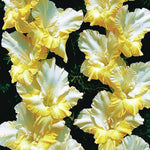 Gladiolus - Large Flowering Sunny Side Up