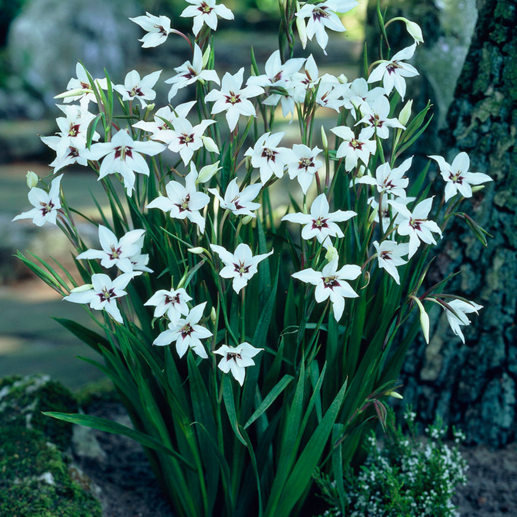 planting acidanthera bulbs in pots Acidanthera