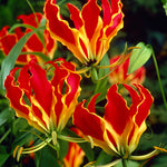Gloriosa - Rothschildiana