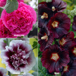 Hollyhock - Alcea - Collection of 3 Varieties