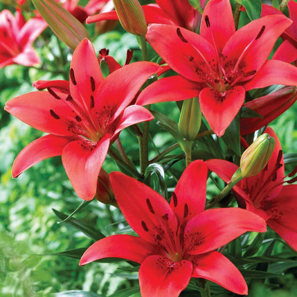 red asiatic lily Lily