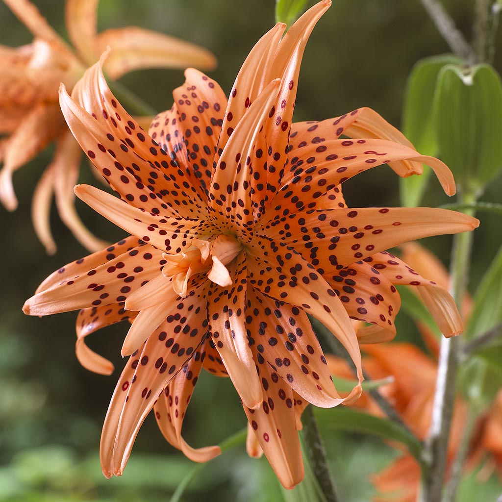 orange lily like flower Lily - Tiger Double Orange