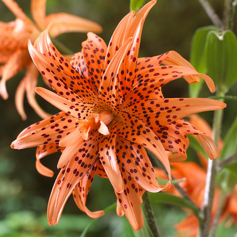Lily - Tiger Double Orange - Flore Pleno