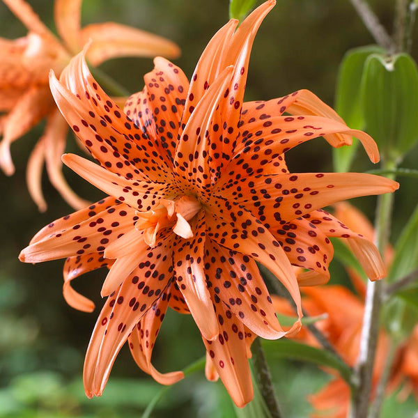 Lily - Tiger Double Orange - Flore Pleno  Plantcetera