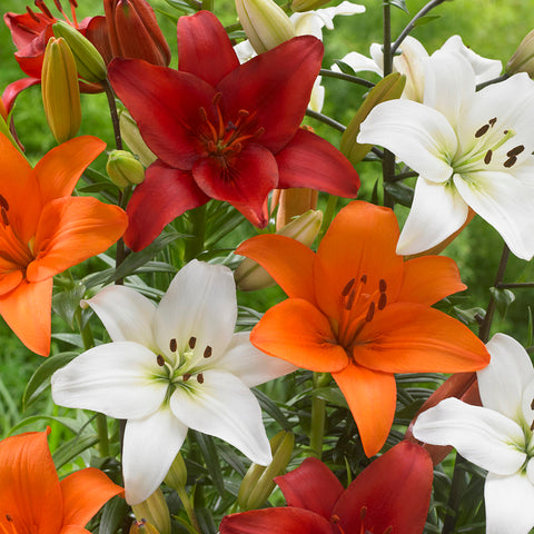 Lily - Perfect Pairing Summer Blend