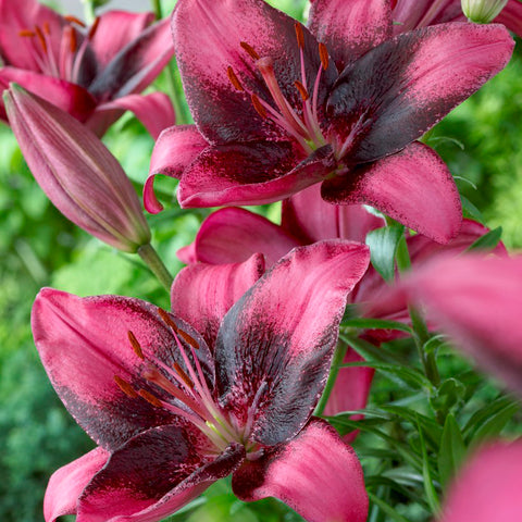 Lily - Asiatic Purple Eye