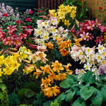 Lily - Trumpet Collection