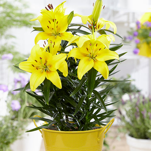 Lily - Lemon Pixie - Patio Kit - with Yellow Metal Planter & Grower Pot