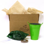 Lily of the Valley - Patio Kit - with Green Metal Planter & Growers Pot