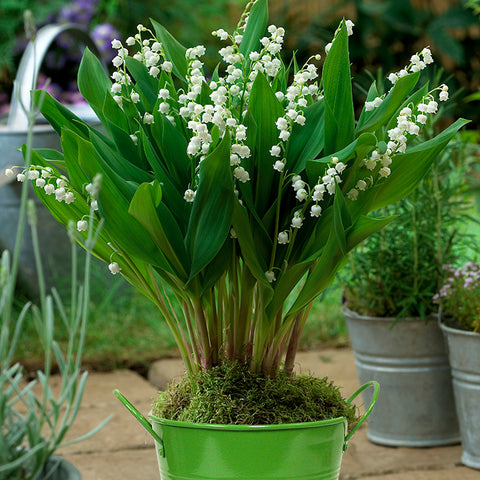 Lily of the Valley - Patio Kit - with Green Metal Planter & Growers Pot