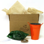 Lily - Orange Pixie - Patio Kit - with Orange Metal Planter and Growers Pot