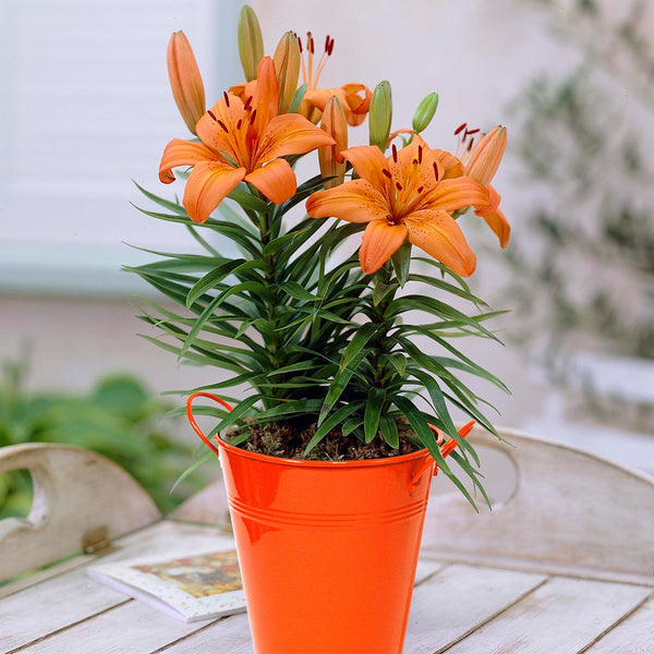 LILy　N organic Plenium Lily - Orange Pixie - Patio Kit - with Orange Metal Planter and