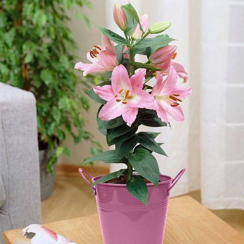 Lily - Souvenir - Patio Kit - with Pink Metal Planter & Growers Pot