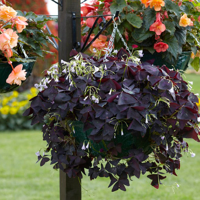 Oxalis - Lucky Clover - Kit - with Hanging Basket  Plantcetera