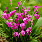 Bletilla Striata - Hardy Garden Orchid
