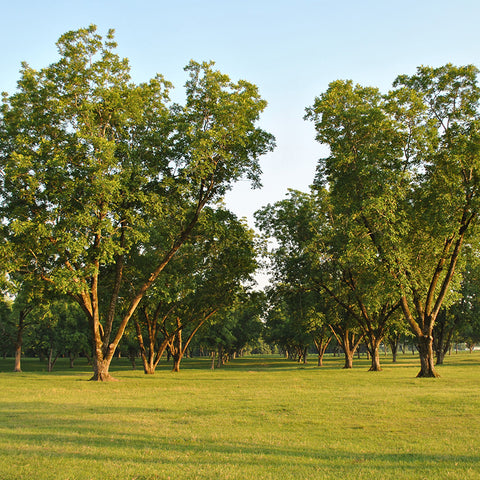 Pecan Tree Collection
