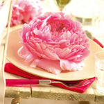 Peony - Dinnerplate Pink