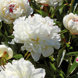 Peony - Festiva Maxima