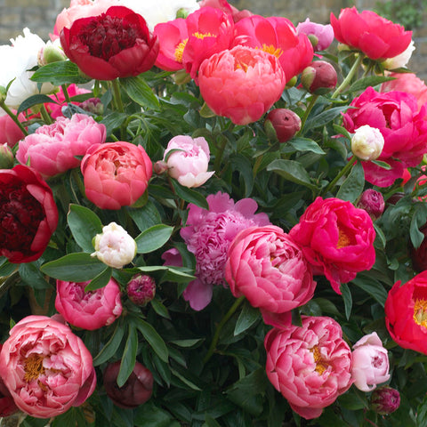 Peony - Mix Varieties