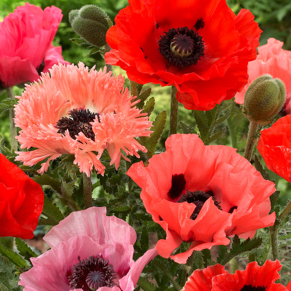 Papaver orientalis - Oriental Poppy - Collection