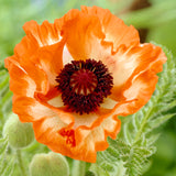 Papaver orientalis - Oriental Poppy - Orange