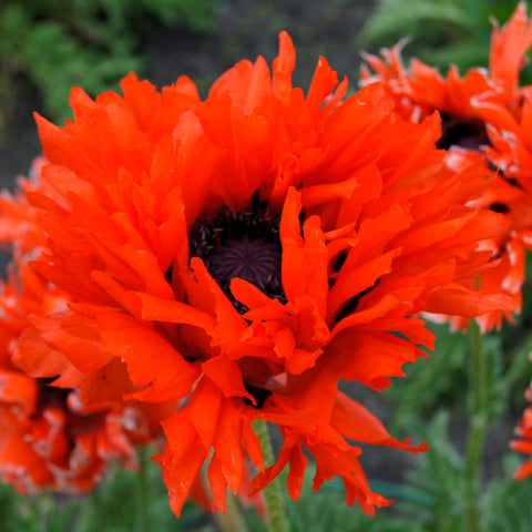 Papaver orientalis - Oriental Poppy - Ruffled Princess of Orange