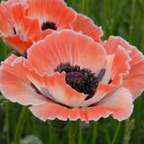 Papaver orientalis - Oriental Poppy - Carnival