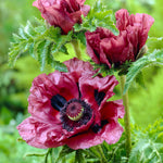 Papaver orientalis - Oriental Poppy - Patty's Plum